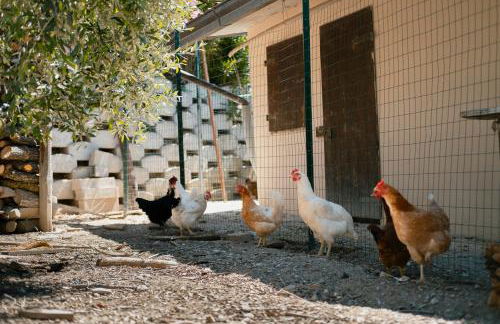 Fattoria Cerqua Rooms and more - Foto 28