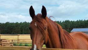 Familienfreundliche große Ferienwohnung mit Pool & Pferden - Spielplatz direkt am Haus - Foto 4