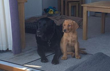 Hunters Lodge - Hot Tub -Pet friendly - Yorkshire - Foto 36