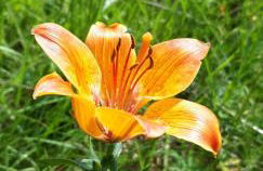 App. Villa Fraina - Foto 31