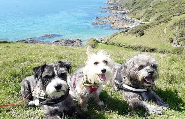 Kitty Unique 60s Caravan set in Pretty Garden - Foto 14