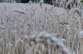 La Pezzuola 53 - Foto 43