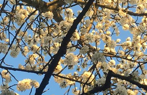 Cherrytree Cottage 1840 - Foto 52