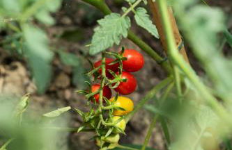 La Fabbrichina Il luogo della pace - Foto 58