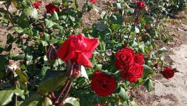 dilemi 3 - Photo 5, Garden