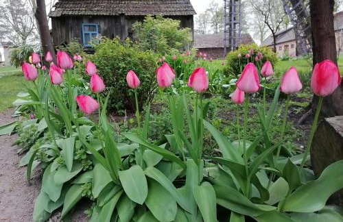 Domek na wsi Wiejsko Czarodziejsko - Agroturystyka Podlasie - Foto 60