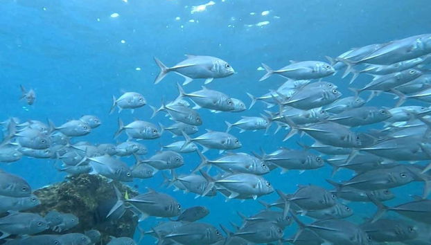 Mergulho na Ilha do Caño - Foto 3