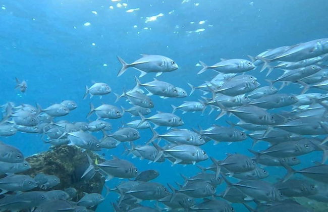 Plongée sur l'île del Caño - Photo 6
