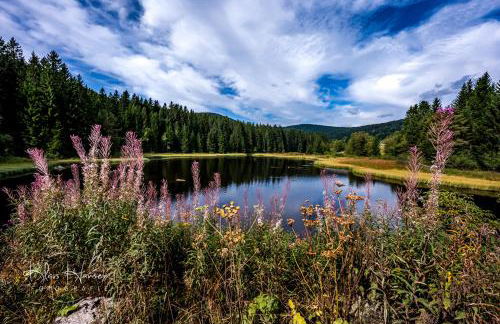 Hus im Schwefelmättle, Hinterzarten - Foto 14