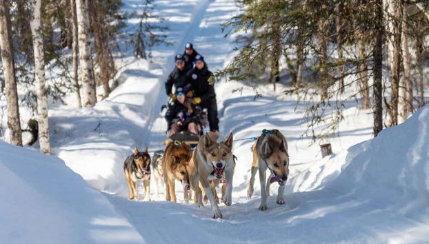 Attraversando in slitta i boschi di Willow