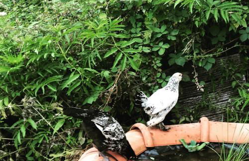 Gîte Tanagra : Maison avec piscine et vue exceptionnelle - Foto 49