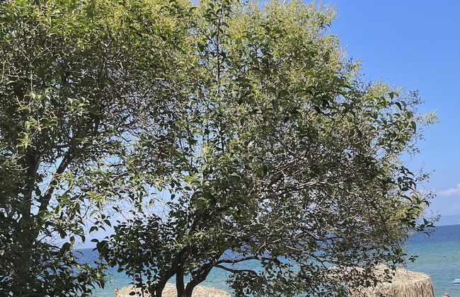 Byblos Mare - Foto 36