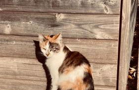 KER NALA - Maison familiale pour 5 à 6 vacanciers - Jardin clos - 3 chambres - Foto 26