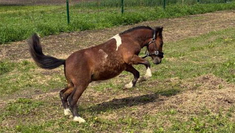 Chata Smarzewo - Foto 3