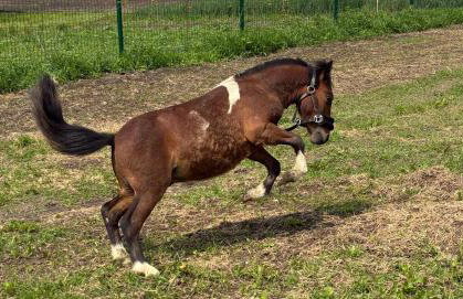 Chata Smarzewo - Foto 3