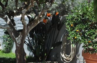 The BloomYard - Foto 1