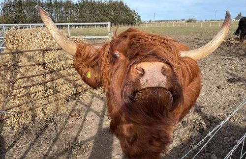 The Wee Heilan' Dram - Foto 35