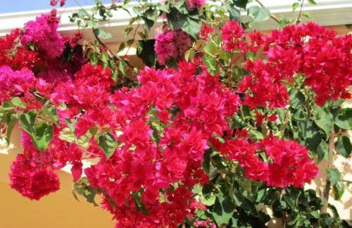 Apartamentos Monte dos Avós, Albufeira by AlgarveBlossom - Foto 35