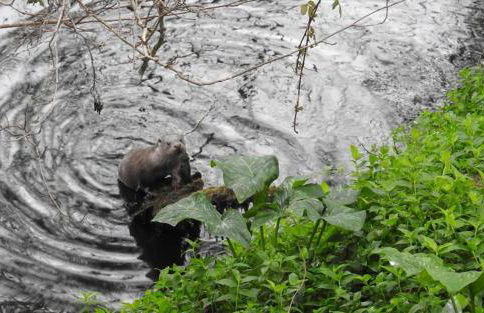 Mill House & Hot Tub extra 15 eur night booked - Foto 89