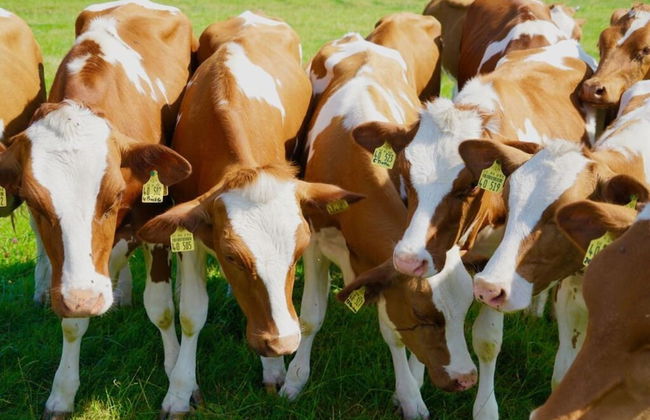 Grandpa Hans Modern Retreat - Foto 21