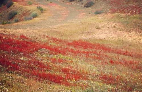 Casadasfurnazinhas - Foto 48