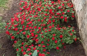 Sani Villa Maria - Foto 11