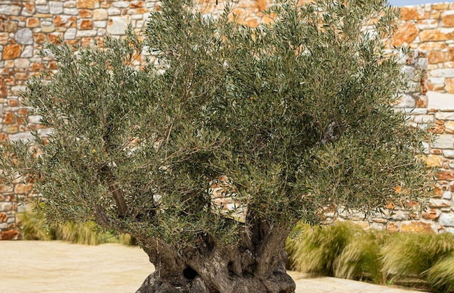 Akrotiri Estate Naxos - Private Hillside Estate - Foto 39