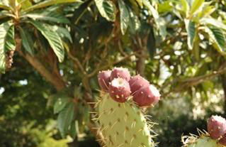 Il Casale Di Mario - Foto 7