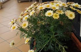 Haz de mi Rincón en Mugardos tu experiencia. - Photo 42