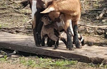 Quinta Da Bolota double room - Foto 23