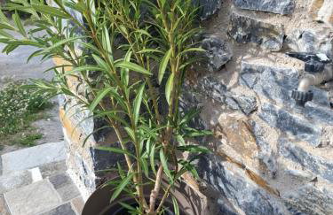 FERMINA KaGa kythnosuites - Foto 14