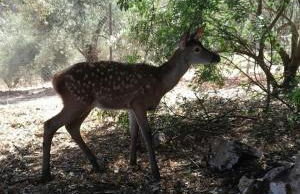 Casas Rurales La Loma Del Carrascal - Foto 49