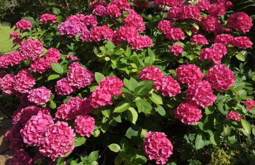 Ferienhaus Scholien - Foto 44