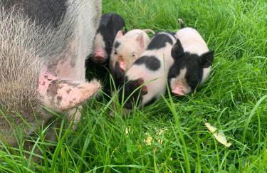 Hertford farm Woodland cabin pet friendly firepit bbq - Foto 38