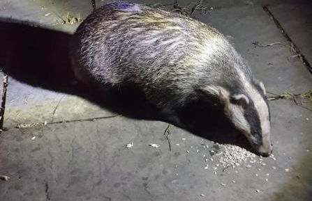 The Bothy near Tenby, Big Projector Screen, Four-poster bed, on-site HOT TUB access via Spa Pack - Photo 8