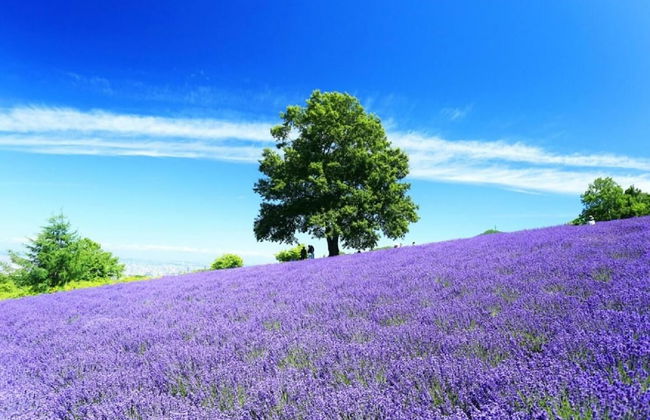 Stay in Biei - Foto 48