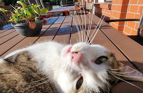 Ferienwohnungen Sund Ostfriesland - Foto 6