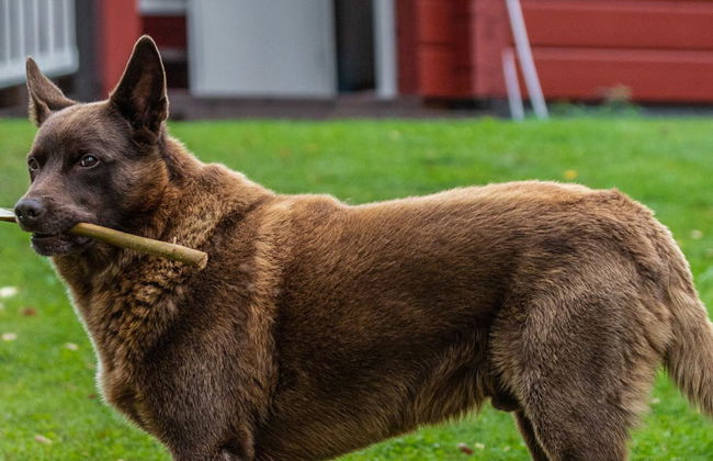 Kuikanranta - Photo 10