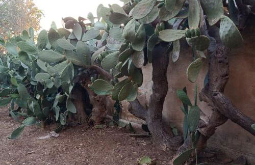 Appartamento in masseria a Porto Cesareo - Foto 27