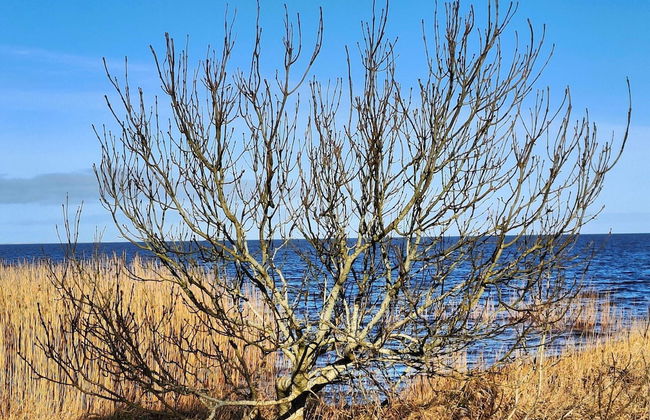 Idyllic Danish Farmhouse Retreat-by Traum - Foto 9