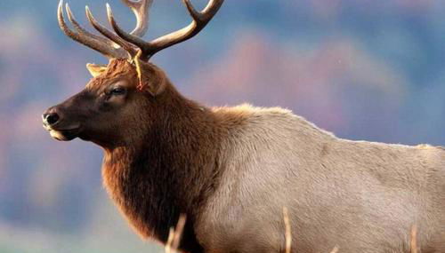 New! Adorable Cabin in Colorado National Forest - Foto 5