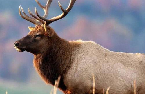 New! Adorable Cabin in Colorado National Forest - Foto 5