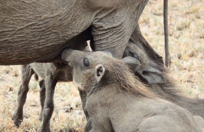 Blyde River Cabin Guesthouse - Foto 21