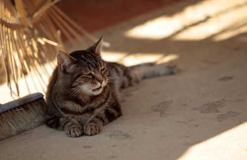 Podere San Lorenzo - Photo 77