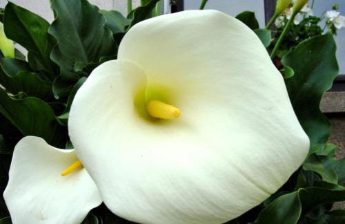 Holiday Home Calas - Foto 28