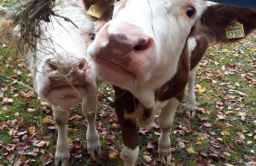 Ferienhaus Schachtenbach - Foto 18