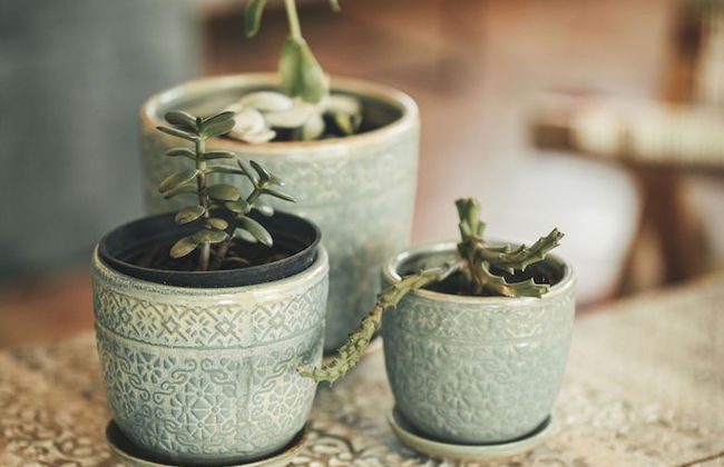 Vale Pisco - Photo 46