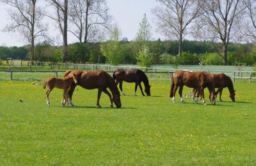 Haus Milena/Jule - Photo 12