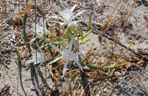 Poseidi - Villa Olivia - Foto 36