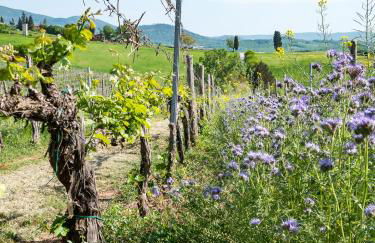 Agriturismo Tenuta Di Mensanello - Foto 24